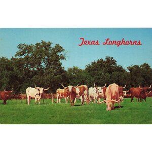 Postcard Texas Longhorns Vintage Chrome Unposted 1939-1970s